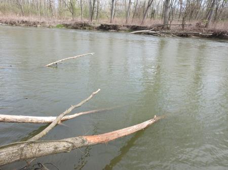 7. april, mednarodni dan bobra in Dan za spremembe 24